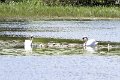 Springtime in Monaghan 2013 (32)